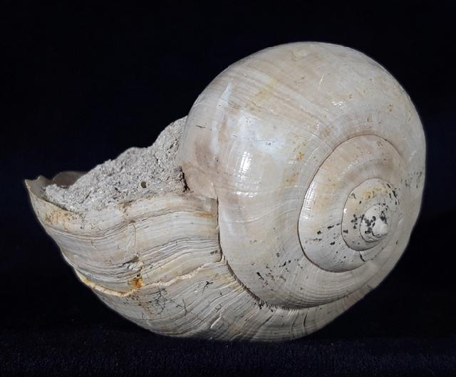 Ampullina perusta (DEFRANCE in BRONGNIART 1823) - Bild &copy; FossNet FossilienStore